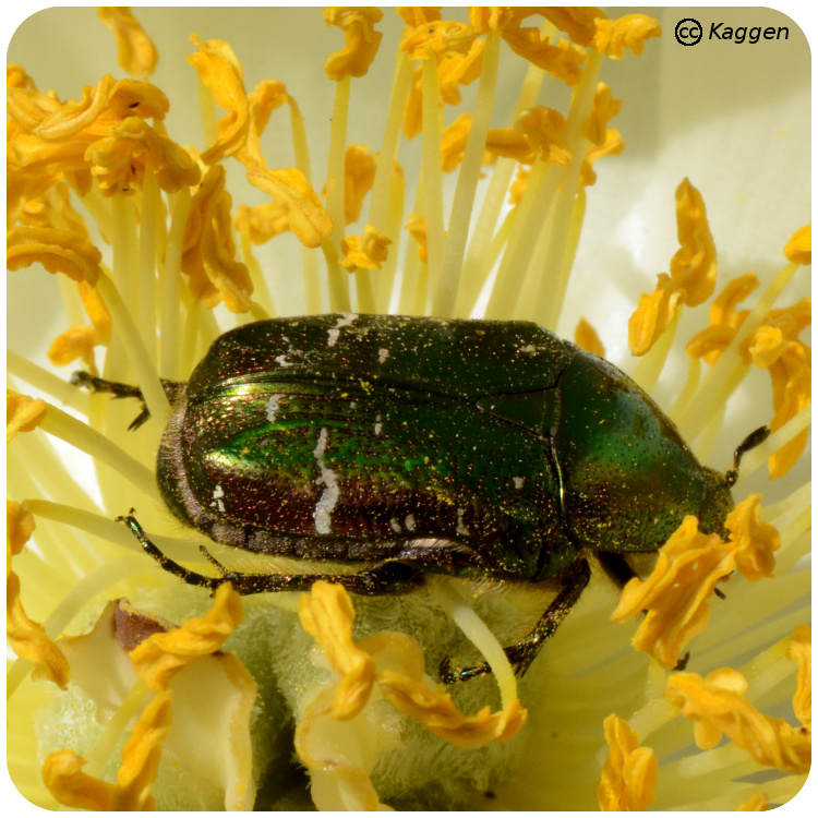 Foto: Kaggen. Olivgrön guldbagge