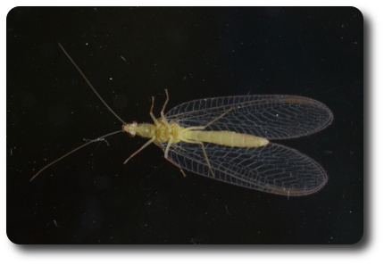 Guldögonslända. Foto: Kaggen.