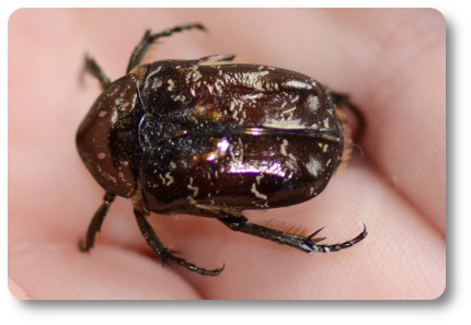 Olivgrön guldbagge. Foto: Kaggen.