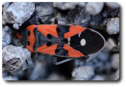 Riddarskinnbagge. Foto: Kaggen.