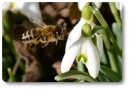 Honungsbi. Foto: Kaggen.