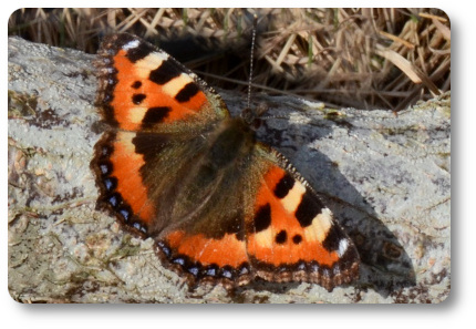 Nässelfjäril. Foto: Kaggen.