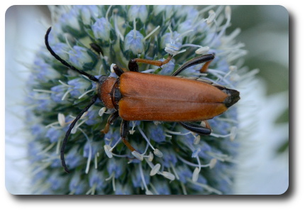 Gulröd blombock. Foto: Kaggen.