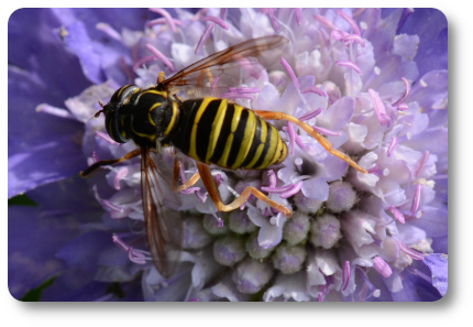 Svartfotad trädblomfluga. Foto: Kaggen.