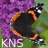 KNS-insektslogotyp