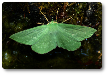 Dagfjärilsmätare. Foto: Kaggen.