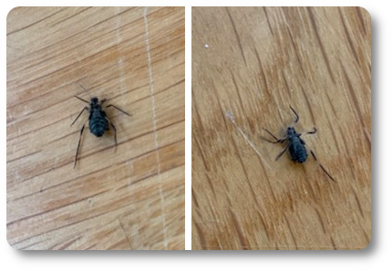 Barkladlus, Cinera sp. Foto: Kaggen.