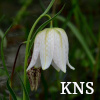 KNS-logotyp